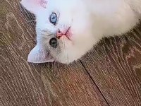 Beyaz mavi gözlü erkek british shorthair