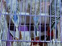 Yavru muhabbet kuşları