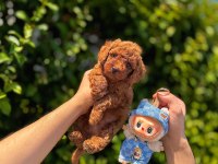 Toy poodle yavrularımız