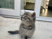 Silver tabby shorthair straight 3 aylık Yavru Kedimiz