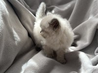 British longhair yavru kedim