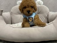 Pets World ayrıcalığı ile toy poodle yavrularımız
