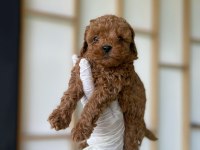Poodle (red Brown)