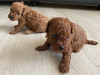 Kore erkek toy poodle bebekler