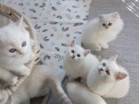 BRİTİSH LONGHAİR LYNX POİNT YAVRULAR