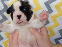 Kaliteli yavrular rezerveye açık french bulldog