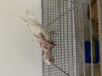 Albino yavru el besleme sultan papağanı