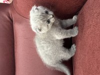 Sevimli scottish fold bebekler yeni yuvasını arıyor