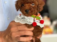 Adananın en seçkin toy poodle yavruları