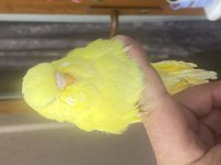 Show jumbo albino muhabbet kuşu