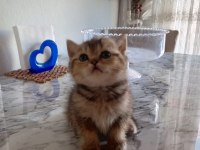 Miniklerim yeni yuvalarına gitmeye hazır