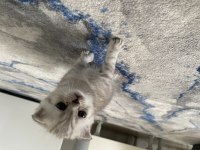 20 Mart doğumlu scottish fold dişi erkek yavru