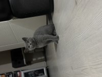 British shorthair 3 aylık prenses