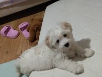 Erkek 4 aylık terrier