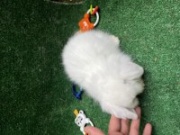 Orijinal Hollanda Lop Tavşanları Full Set ve Kapıda Ödeme