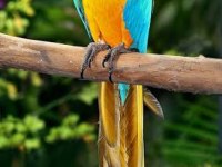 Orijinal sarı Kırmızı Macaw