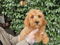 IRK VE SAĞLIK GARANTİ POODLE YAVRULARIMIZ
