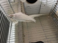 Albino cinsi sultan papağanı eğitime açık
