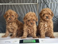 MİNİ POODLE YAVRULAR