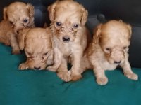 Maltipoo köpekler