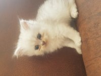 2 aylık british longhair yavrular yuva beklemektedir