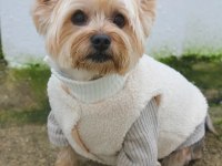 İlk defa köpek bakacaksanız tam size göre