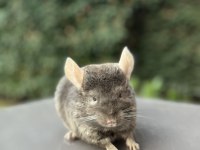 Kahverengi (Dark Tan) Çinçila / Chinchilla