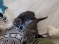 BAKMADAN GEÇMEYİN HER RENK KEDİLER İÇİN