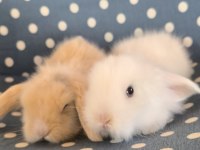 Hollanda Teddy Lop Tavşan Yavruları