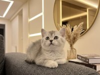 British Shorthair Silver Point