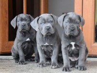 CANE CORSO KÖPEĞİMİZ