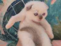Scottish fold blue point a kalite