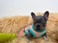 Lilactan isabella taşıyıcı bebişler french bulldog