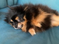 1 Yaşında Dişi Pomeranian Boo