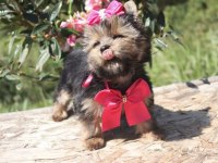 Teacup eğitimli yorkshire terrier yavrular
