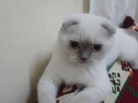 Safkan orjinal tam bir şebek scottish fold