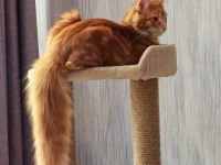 Maine Coon Erkek Üst Kaliteli