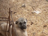 mükemmel ırk safkan kangal yavruları