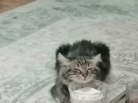 Güzel erkek bir tekir kedidir