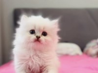 Lokum yumuşaklığında pofuduk bir erkek bebek