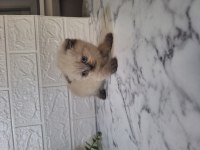 Dişi scottish fold bebeğim