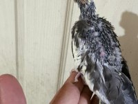 37 GÜNLÜK KONUŞTURMALIK GREY BEBEK SULTAN PAPAĞANI