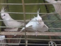 Albino kırmızı göz sultan papağanları