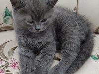 50 günlük yavru british shorthair (erkek)
