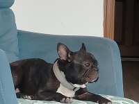 Fransız Bulldog Tuvalet Eğitimli Uysal Dişi