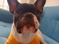Sahiplendirilecek french bulldog