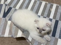 Safkan Blue Point Erkek Scottish Fold Yavrularımız