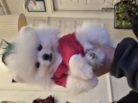 Orjinal pomeranian boo garantili