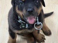 2 aylık düzgün aile bakabilecek birileri rottweiler