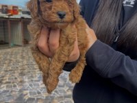 Toy Poodle Köpeğimiz